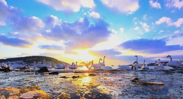 大天鵝來啦！榮成2025年首批「天鵝使者」已抵達