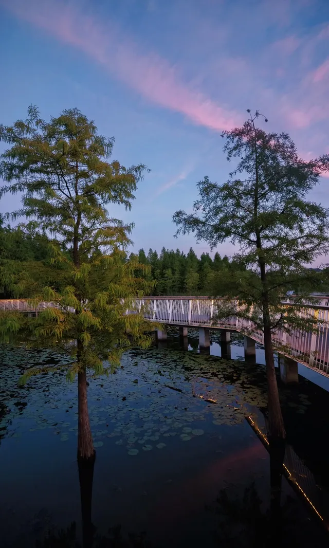 10.17上海小眾粉黛公園沒想到這麼美!! 10.17上海小眾粉黛公園沒想到這麼美!!