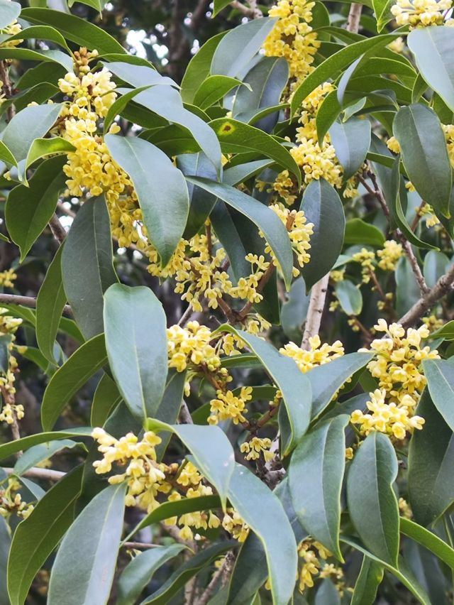 上海植物園桂花開啦!秋天的第一場香氣暴擊 上海植物園桂花開啦!秋天的第一場香氣暴擊