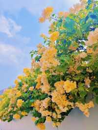 接下來的廣州，滿城花開