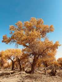 新疆胡楊林秘境解鎖