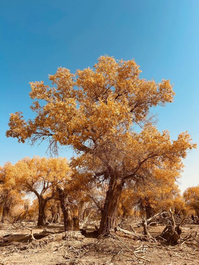 新疆胡楊林秘境解鎖 新疆胡楊林秘境解鎖