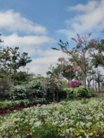 花海長廊已開啟賞花模式