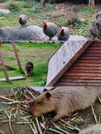 11月的下渚湖，是秋天最治癒的打開方式！