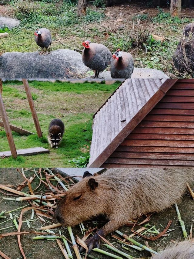 11月的下渚湖，是秋天最治癒的打開方式！
