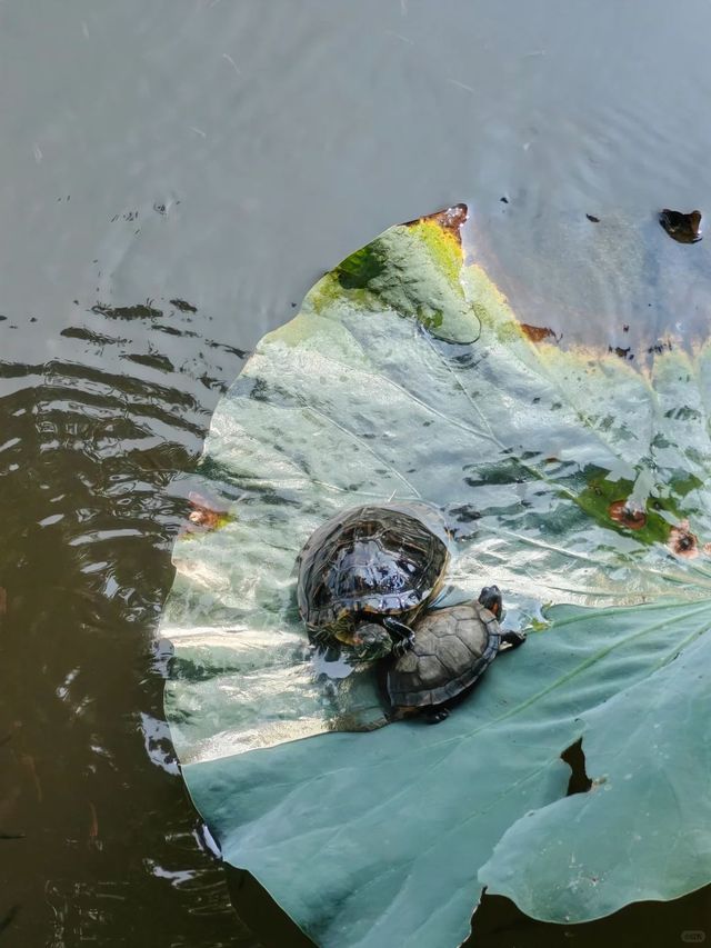 普陀山週末兩天一夜遊詳細攻略