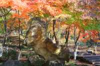 秋遊南京3日遊這份攻略碼住不虧