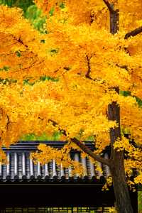 帝都秋色必打卡地