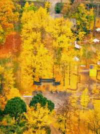 紹興秋日限定：20min高鐵直達，銀杏古寺醉江南