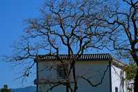 湖北羅田甜柿秘境500年古柿樹王等你來打卡！