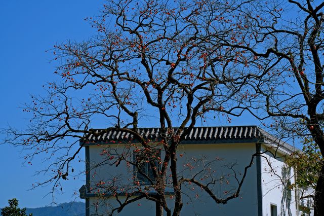 湖北羅田甜柿秘境500年古柿樹王等你來打卡！