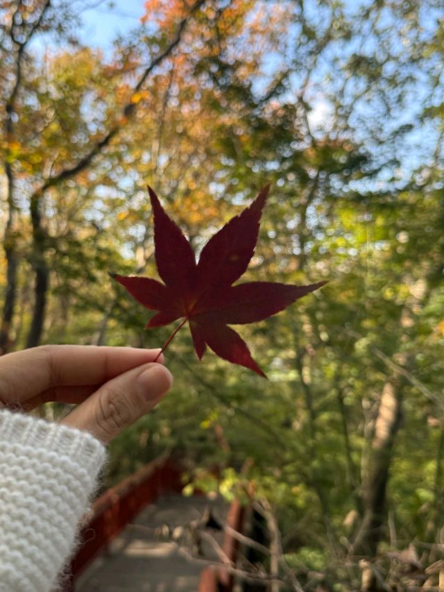 11月賞楓預警人少車少的紅葉秘境首公開！