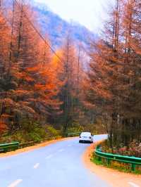 親子徒步看紅葉寶藏地，十八月潭保姆級攻略