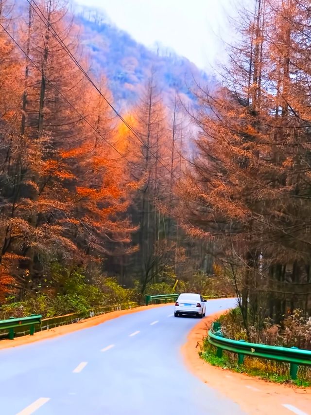 親子徒步看紅葉寶藏地，十八月潭保姆級攻略