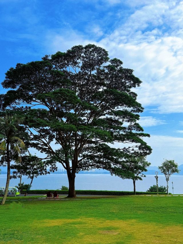 在深圳！找到了《怦然心動》同款的浪漫！