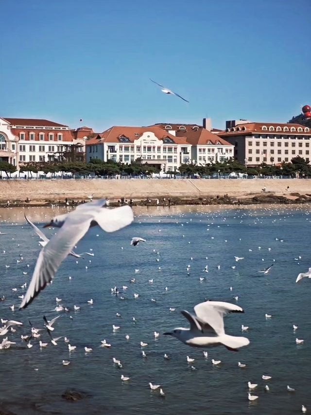 青島|人人喜愛的海鷗又回來啦餵海鷗真好玩