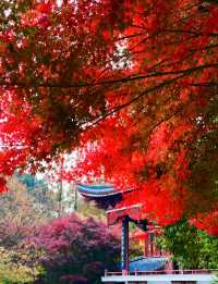 魔都上海的深秋初冬美到窒息徒步拍照聖地機位全公開!