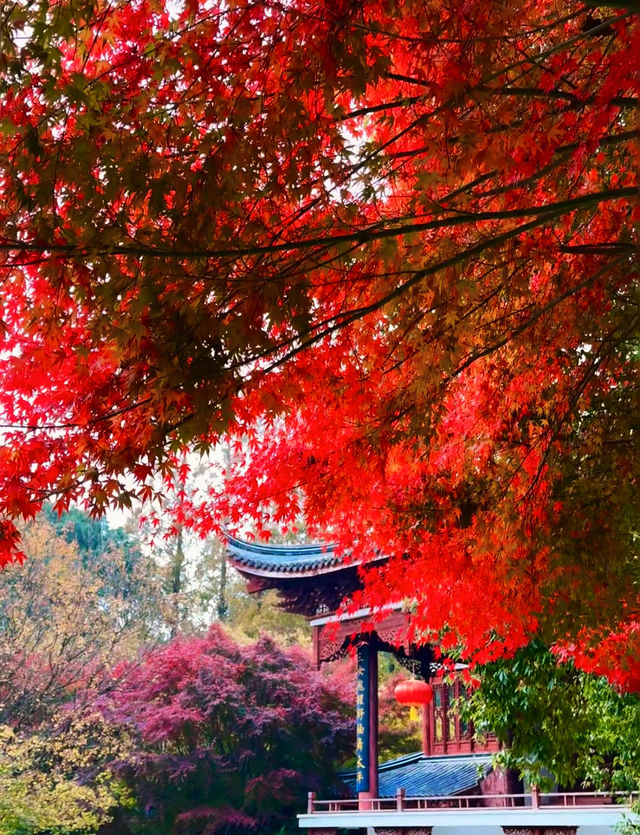 魔都上海的深秋初冬美到窒息徒步拍照聖地機位全公開! 魔都上海的深秋初冬美到窒息徒步拍照聖地機位全公開!