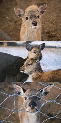 零下40℃的童話秘境!阿爾山四天三夜保姆級攻略,刷到就是賺到