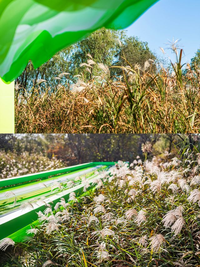 杭州秋日天花板|西溪濕地秋蘆飛雪懶人攻略