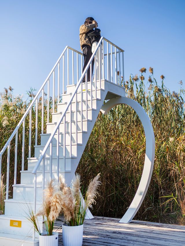 杭州秋日天花板|西溪濕地秋蘆飛雪懶人攻略