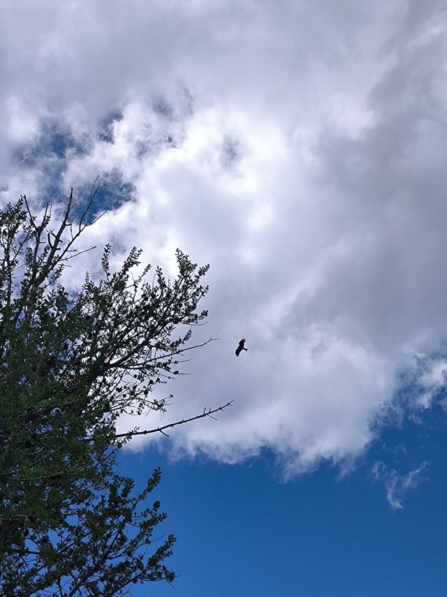 被喀納斯的美震撼到說不出話這才是新疆旅遊的天花板,阿勒泰皇冠上的明珠說的就是這裡吧 【必 被喀納斯的美震撼到說不出話這才是新疆旅遊的天花板,阿勒泰皇冠上的明珠說的就是這裡吧 【必