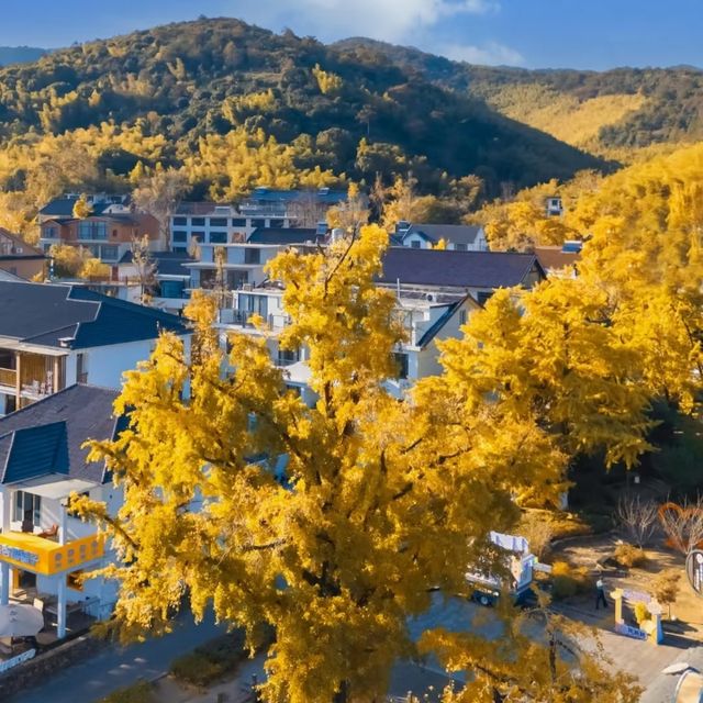 初冬江浙滬徒步指南丨金秋限定美景打卡地全公開！