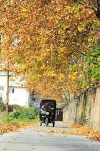 漢中梧桐大道成網紅打卡點