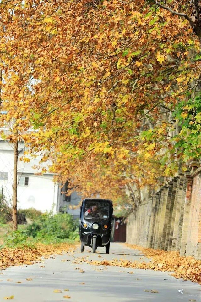 漢中梧桐大道成網紅打卡點