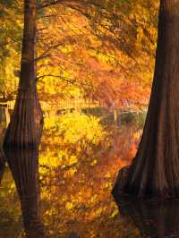 這不是燕雀湖這簡直是大自然的油畫