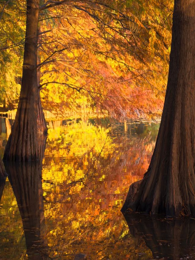 這不是燕雀湖這簡直是大自然的油畫