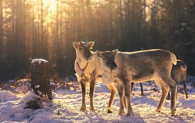 根河：在中國冷極，與冰雪共舞