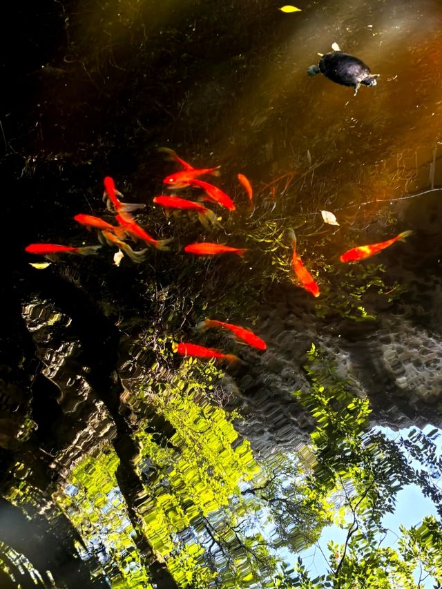 影視劇偏愛的取景地!打卡<周生如故>同款,在新昌大佛寺拍出國 影視劇偏愛的取景地!打卡<周生如故>同款,在新昌大佛寺拍出國