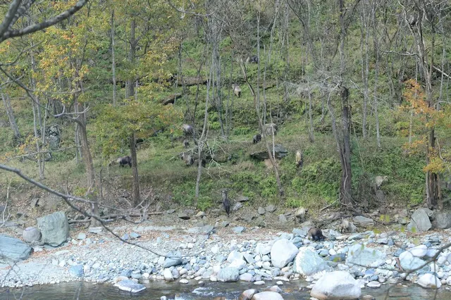 2025年11月16日廣元唐家河