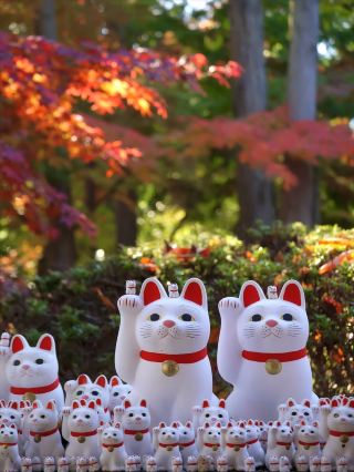 Малоизвестные места для любования осенней листвой в Токио! Руководство по созданию потрясающих фотографий счастливого кота и осенних листьев в храме Готокудзи.