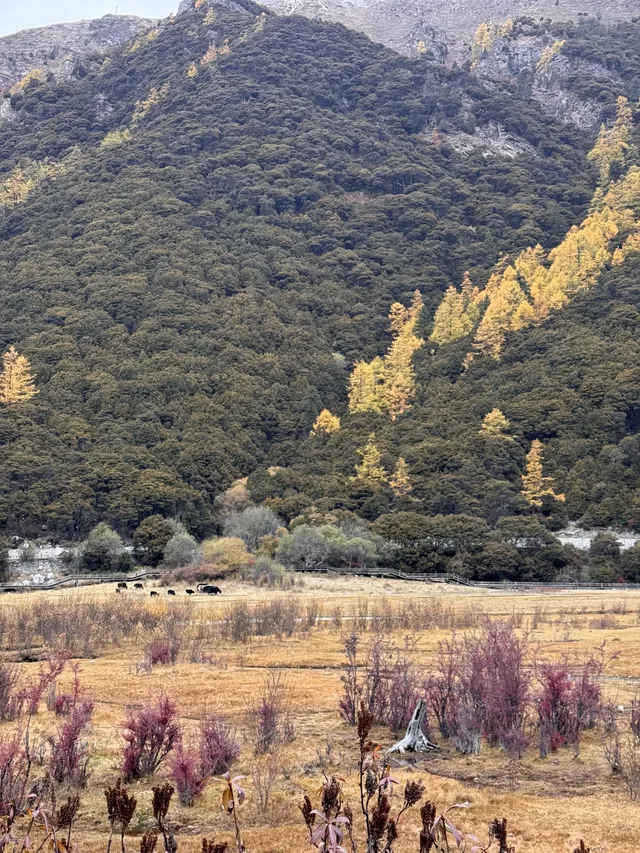 一人行公共交通稻城亞丁三天分享25.10.30 一人行公共交通稻城亞丁三天分享25.10.30