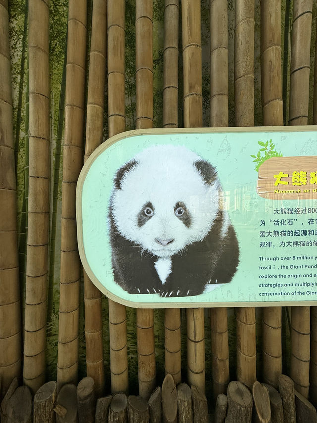 神農架 / 大熊貓館 神農架 / 大熊貓館