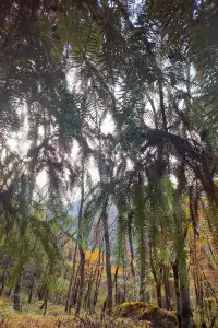 平武老河溝|小眾彩林秘境徒步全攻略