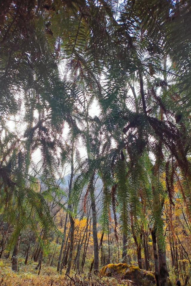 平武老河溝|小眾彩林秘境徒步全攻略 平武老河溝|小眾彩林秘境徒步全攻略