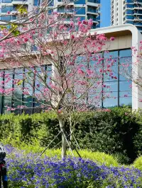 深圳又多一個週末遛娃、海邊徒步的好去處