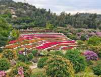 廈門植物園怒放的三角梅梯田