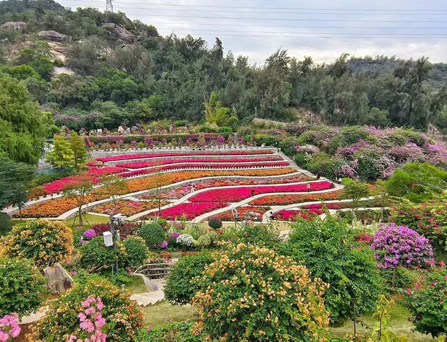 廈門植物園怒放的三角梅梯田