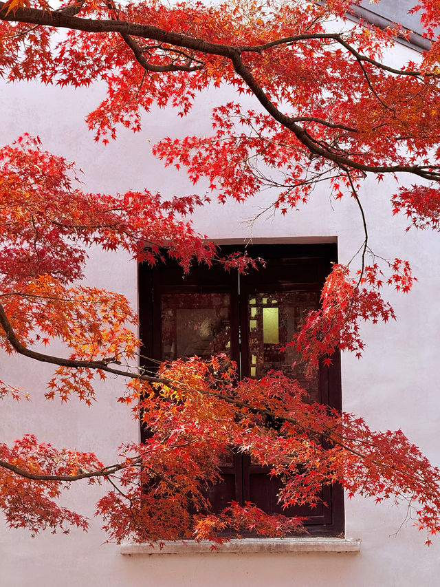 12月初實探｜無錫惠山古鎮，邂逅一場盛大的江南深秋