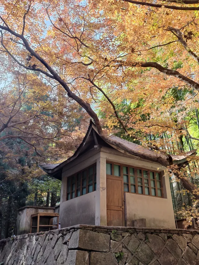 留住秋天的一百種方式之莫干山的楓葉