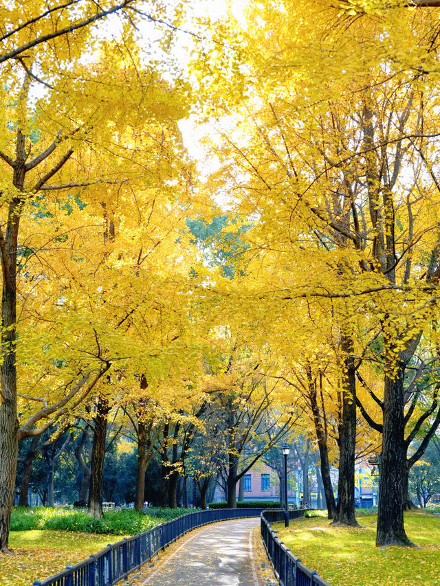 上海外灘賞銀杏不繞路個機位路線攻略