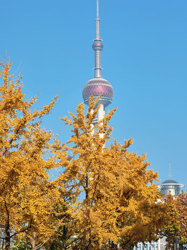 上海外灘賞銀杏不繞路個機位路線攻略