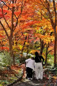 名古屋紅葉 東山植物園2025.11.27