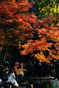 亭林公園楓葉紅透啦