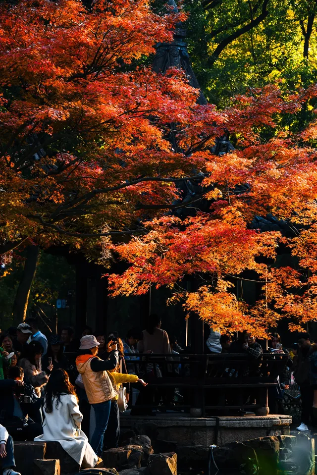 亭林公園楓葉紅透啦