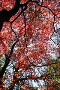 亭林公園楓葉紅透啦